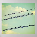 Suche nach vögel auf einem draht poster Himmel