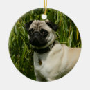 Suche nach kamera ornamente Hund