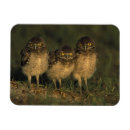 Suche nach lebensraum magnete Niemand