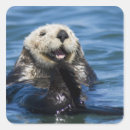 Suche nach seeotter aufkleber Ozean
