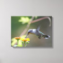 Suche nach kolibri leinwandbilder Fotografie