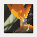 Suche nach paradiesvogel magnete Natur