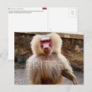 Suche nach paviane Affe