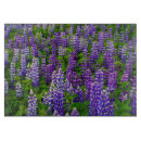 Suche nach iceland untersetzer Lupine
