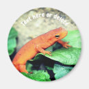 Suche nach salamander magnete Tier