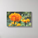 Suche nach orange blume leinwandbilder Blumenkunst