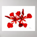 Suche nach königliche post poster Blume