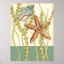Suche nach muschel muschel poster Seehecht