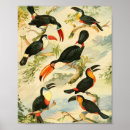 Suche nach amazonas regenwald poster Vogel