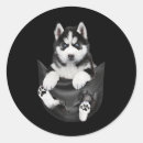 Suche nach siberian husky aufkleber Welpe