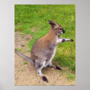 Suche nach australian flag poster Kangaroo