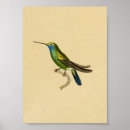 Suche nach vogelkunde poster Illustration