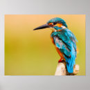 Suche nach eisvogel poster Fotografie