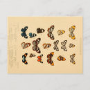 Suche nach vintage schmetterlinge postkarten Schmetterlingskarten