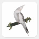 Suche nach cockatiel aufkleber Natur
