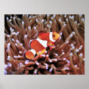 Suche nach clownfische poster Unterwasser