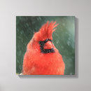 Suche nach kardinal im winter leinwandbilder Vogelvogel