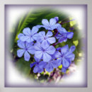 Suche nach violette blumen poster Bouquet