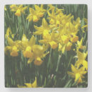 Suche nach narzisse untersetzer Daffodien