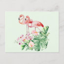 Suche nach tropische vögel postkarten Flamingo