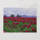 Suche nach lila tulpen postkarten Fotografie