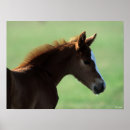 Suche nach quarter horse poster Rasse