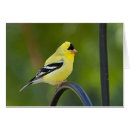 Suche nach finke Gelbvogel