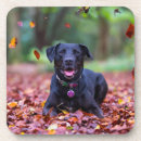 Suche nach pet ware Puppy