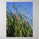 Suche nach cattails See