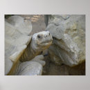 Suche nach tortoise poster Muschel