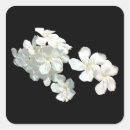 Suche nach weiße blüten aufkleber Natur