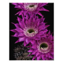 Suche nach malaria poster Blume