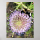 Suche nach insectes poster Wildlife