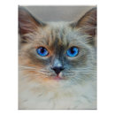 Suche nach siamesisch poster Blau