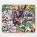 Suche nach wilde katzen mousepads Wildkatze