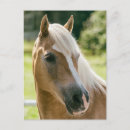 Suche nach haflinger postkarten Pferd