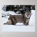 Suche nach luchs poster Natur