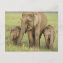 Suche nach indischer elefant postkarten Elephas maximus