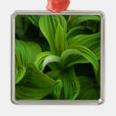Suche nach tau ornamente Niemand