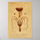 Suche nach octopus kunst poster Illustration