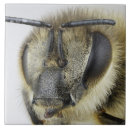 Suche nach honigbiene fliesen Tier