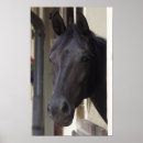 Suche nach thoroughbred poster Pferd