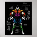 Suche nach muskel training poster Fitnessziele