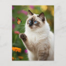Suche nach katze mit blauen augen postkarten Niedlich