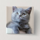 Suche nach fokus buttons Katze