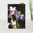 Suche nach wilde iris postkarten Natur