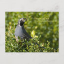 Suche nach kalifornien wachteln postkarten Natur