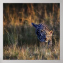 Suche nach pardus poster Safari
