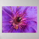 Suche nach clematis poster Floral