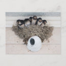 Suche nach schlucken postkarten Tierwelt
